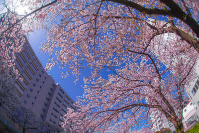 Low angle view of flowering tree and buildings against sky