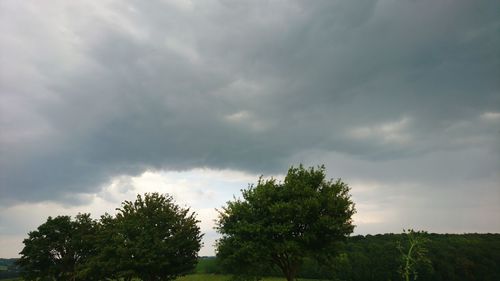 Trees against cloudy sky