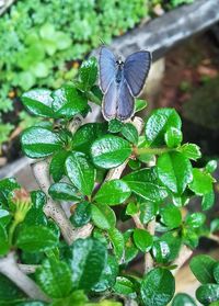 Close-up of butterfly on plant