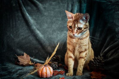 Portrait of ginger cat