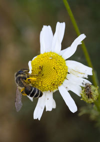 Close-up of insect on flower