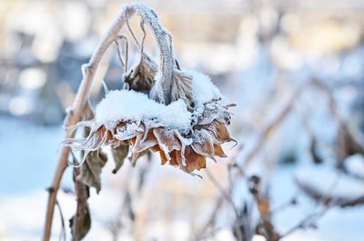 Close-up of snow covered flower on field