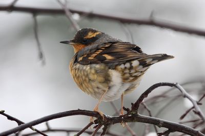 Close-up of a bird perching on branch