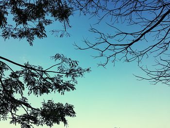 Low angle view of tree against clear blue sky