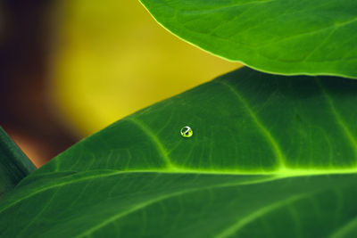 Close-up of fresh green leaves with dew drops