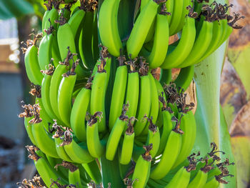 cooking plantain