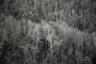 Full frame shot of trees in forest