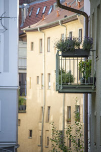 Potted plant on balcony of building