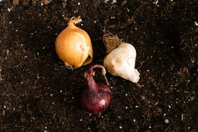 High angle view of pumpkins on field