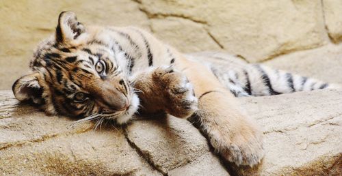 Portrait of tiger lying down