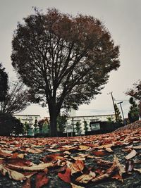 Trees against sky