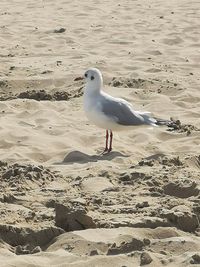 Seagull perching on a beach