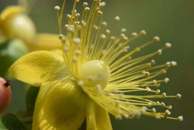 Close-up of yellow flowering plant