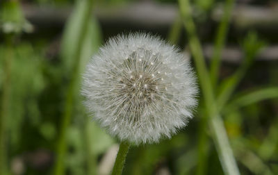 Close-up of dandelion flower