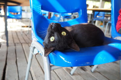 Close-up of black cat