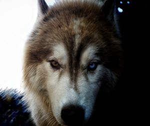 Close-up portrait of dog