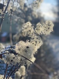 Close-up of wilted flower plant