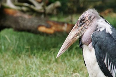 Close-up of pelican on grass