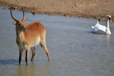 Sheep standing in lake