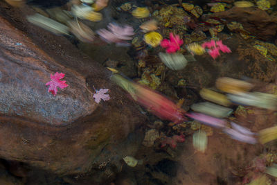 High angle view of pink flower floating on water