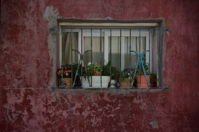 Close-up of potted plant