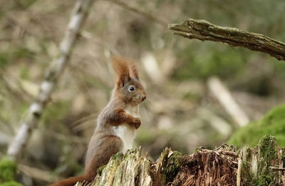 Close-up of squirrel on tree trunk 