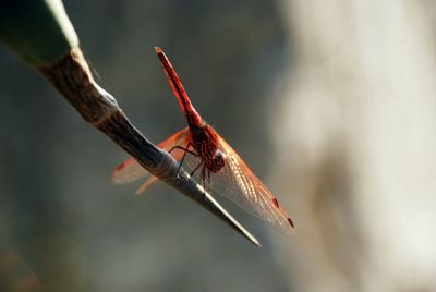 Close-up of insect on twig