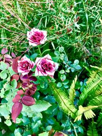 Close-up of flowers blooming outdoors