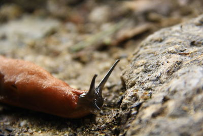 Close-up of a lizard on rock