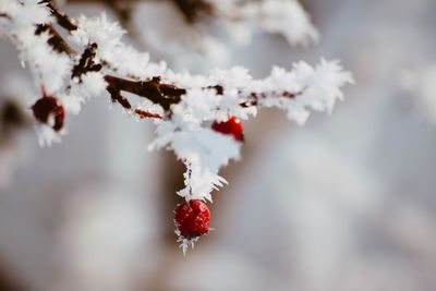 Close-up of frozen flowers on tree during winter