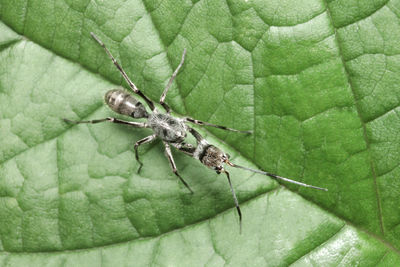 High angle view of insect on leaf