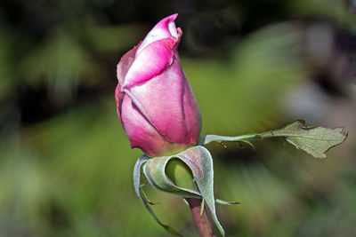 Close-up of pink flower blooming outdoors