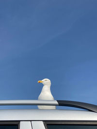 Close-up of seagull