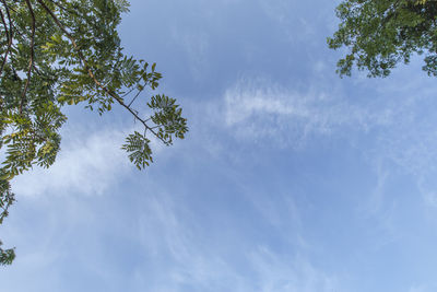 Low angle view of tree against sky