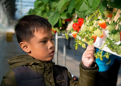 Close-up of boy looking at strawberries growing on plant