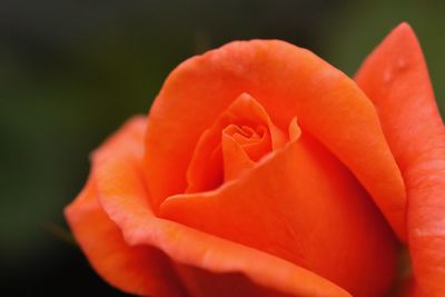 Close-up of orange rose flower