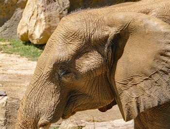 Close up profile of elephant after a mud bath.