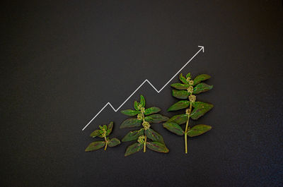 Close-up of plant against black background