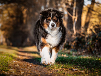 Portrait of dog standing on field