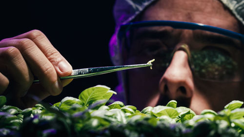 Close up of biologist is studying plant growth