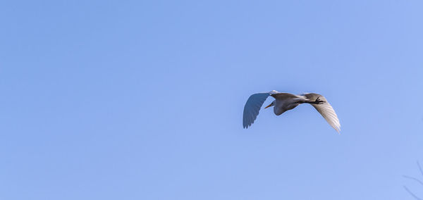 Low angle view of seagull flying