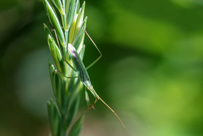 Close-up of insect on plant