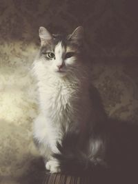 Close-up portrait of cat sitting on floor