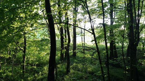 Trees in forest