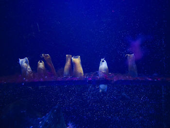 Close-up of jellyfish swimming in aquarium