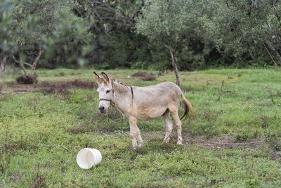 Donkey standing in a field