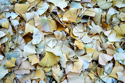 Full frame shot of dried autumn leaves