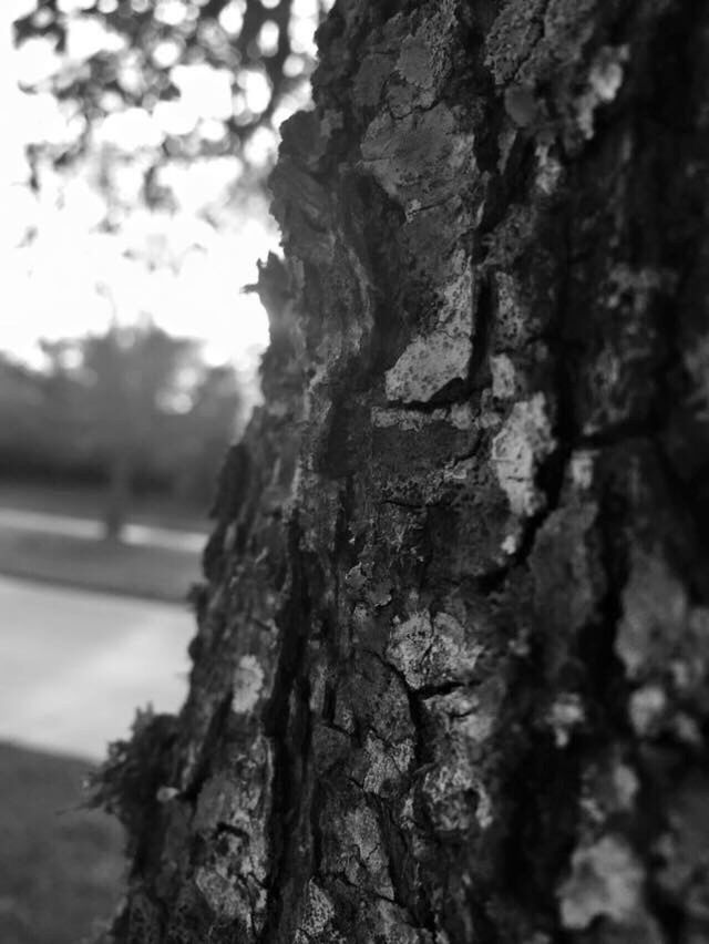 CLOSE-UP OF TREE BARK AGAINST SKY