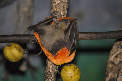 Close-up of fruits on fruit