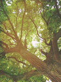 Low angle view of trees in forest